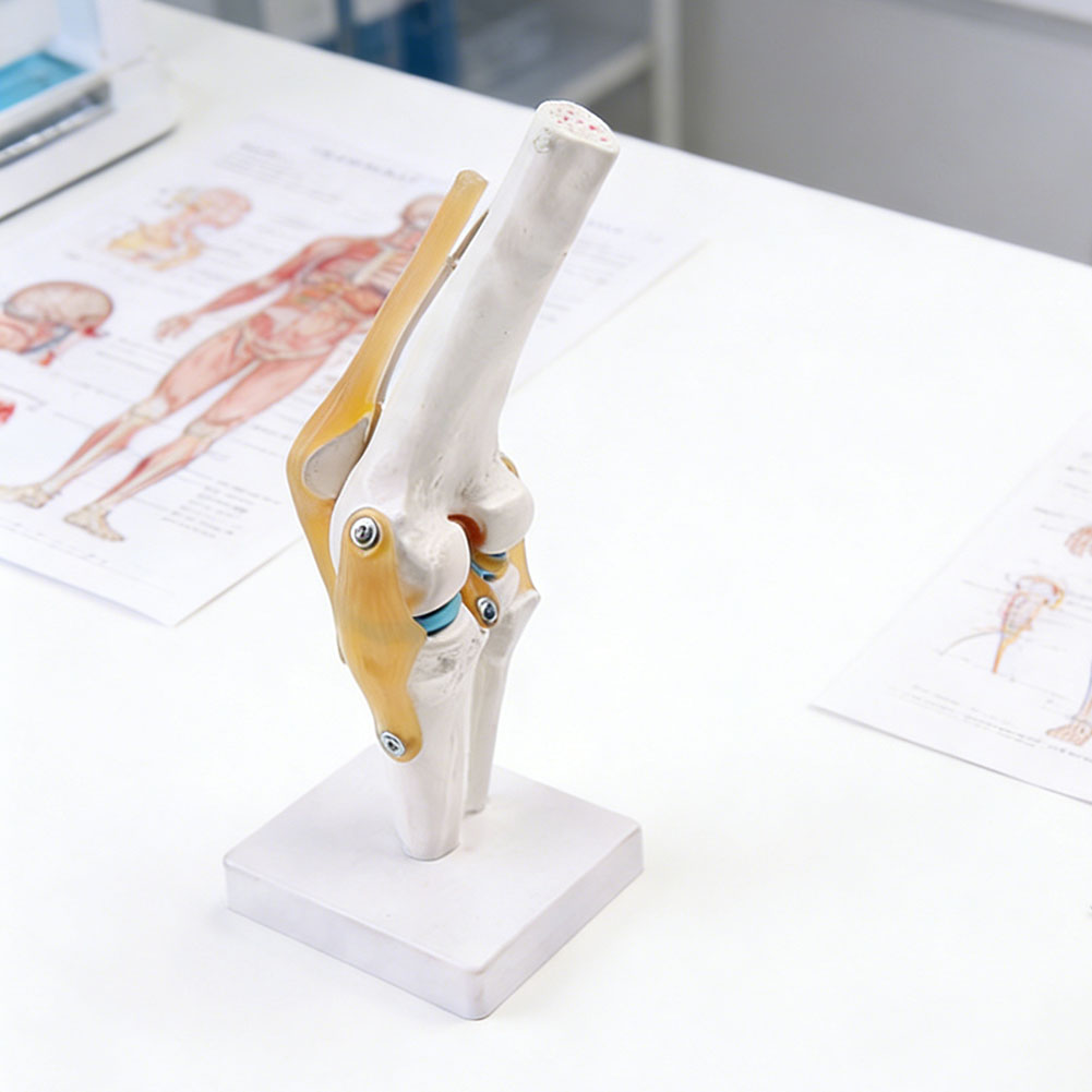 Anatomical Medical-Knee Joint  - Science Hobbyist review and price