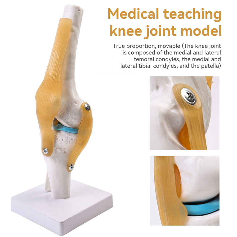 Anatomical Medical-Knee Joint  - Science Hobbyist review and price